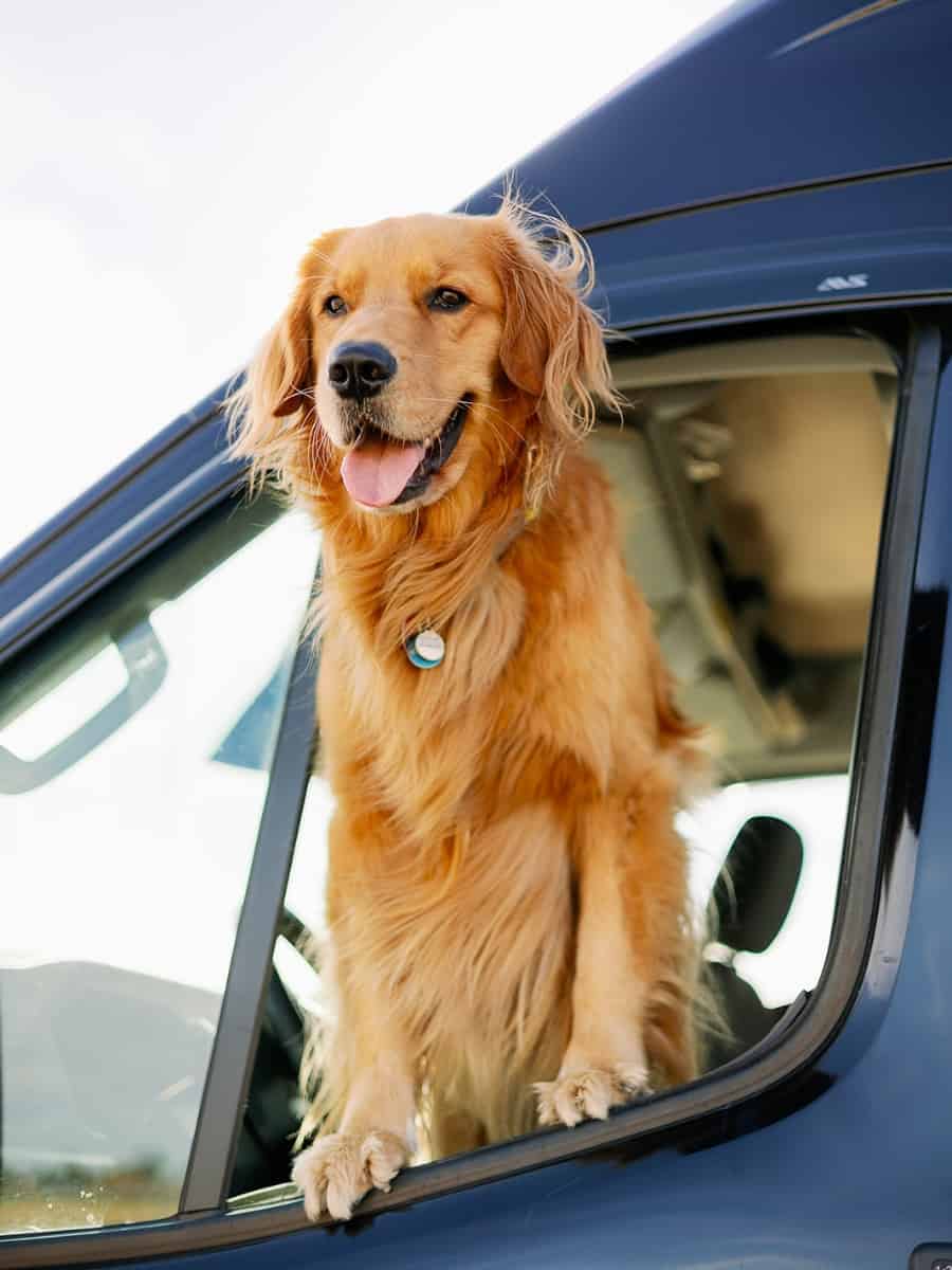 Van Life With a Dog: Benefits, Challenges, Tips & Essentials