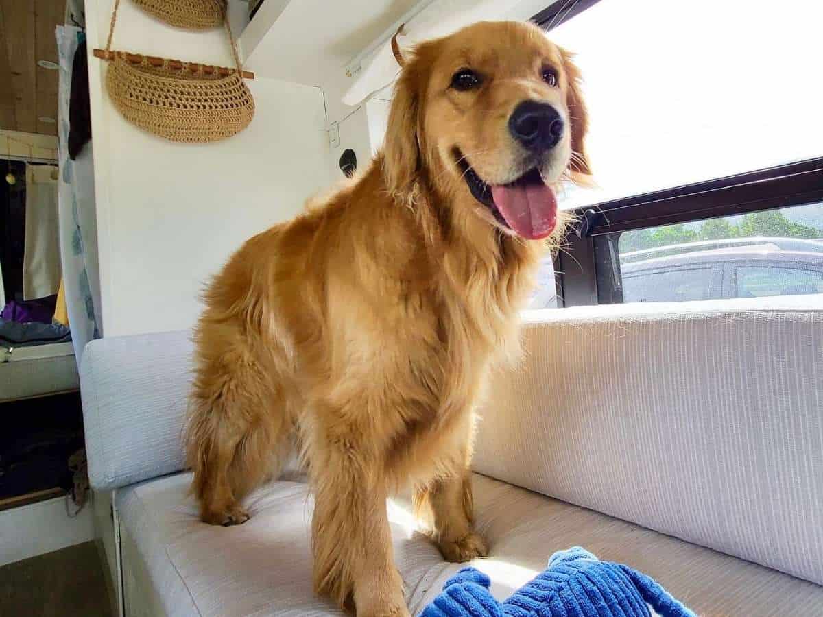 To do van life with a dog you must have an RV temperature monitor for pets