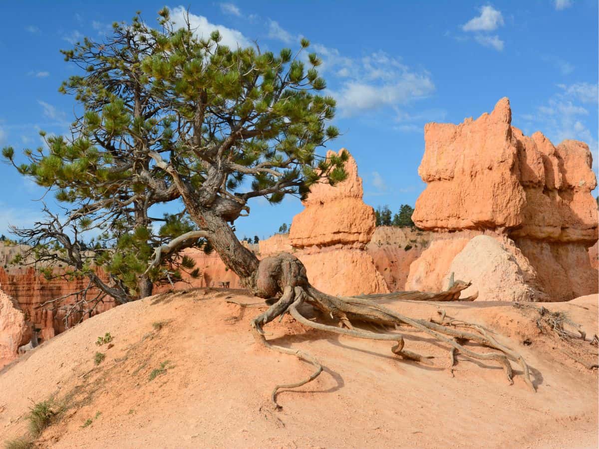 Windswept pine tree with exposed roots perched on a hill along Bristlecone Loop Trail, surrounded by hoodoo formations and blue sky—an iconic stop during one day in Bryce Canyon National Park.