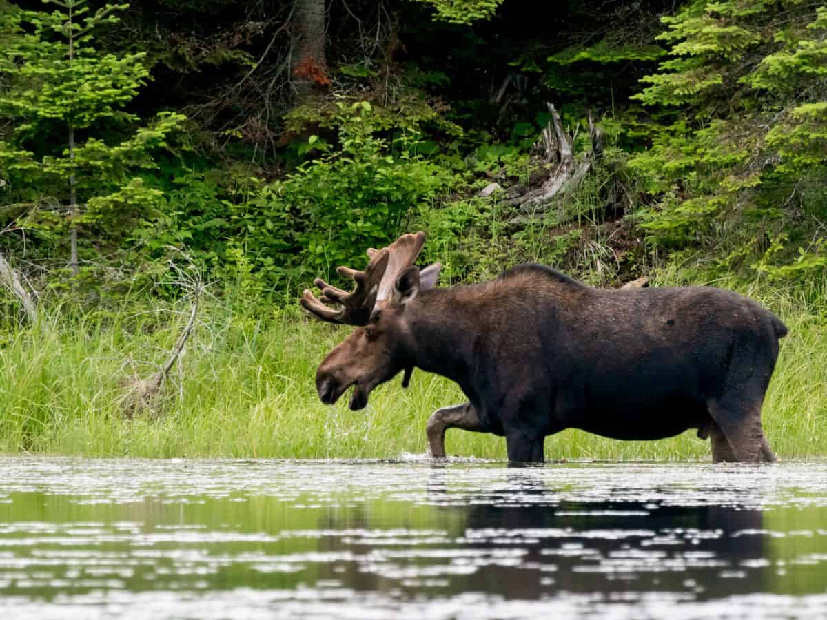 Bull moose wading through a shallow pond surrounded by lush greenery and forest in Glacier National Park—an unforgettable wildlife sighting along some of the best hikes in Glacier National Park.