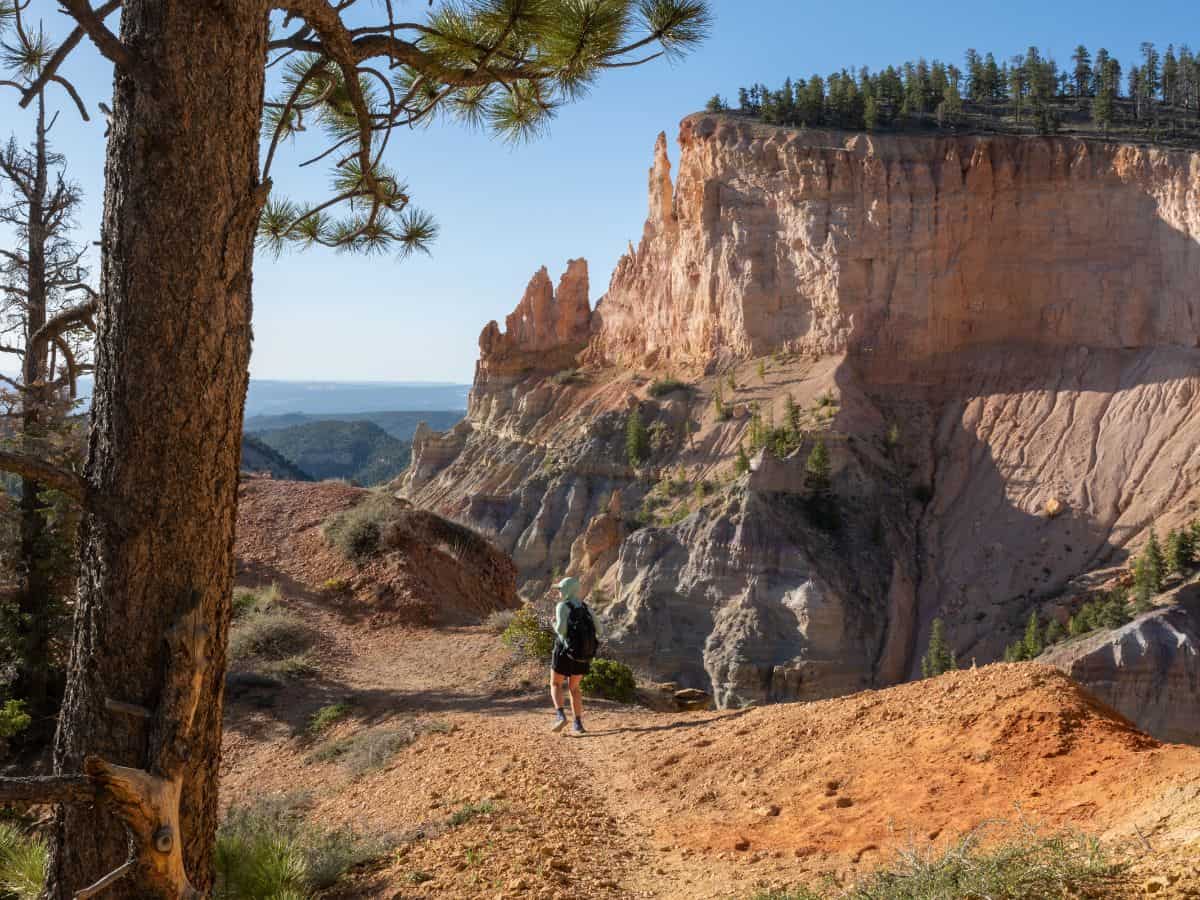 A hiker stands on a dusty trail in Bryce Canyon looking toward a massive sunlit cliff with layered rock formations and hoodoos. A tall pine tree frames the foreground while the canyon drops into a wide valley below. This viewpoint captures a scenic hiking moment on a Bryce Canyon itinerary.