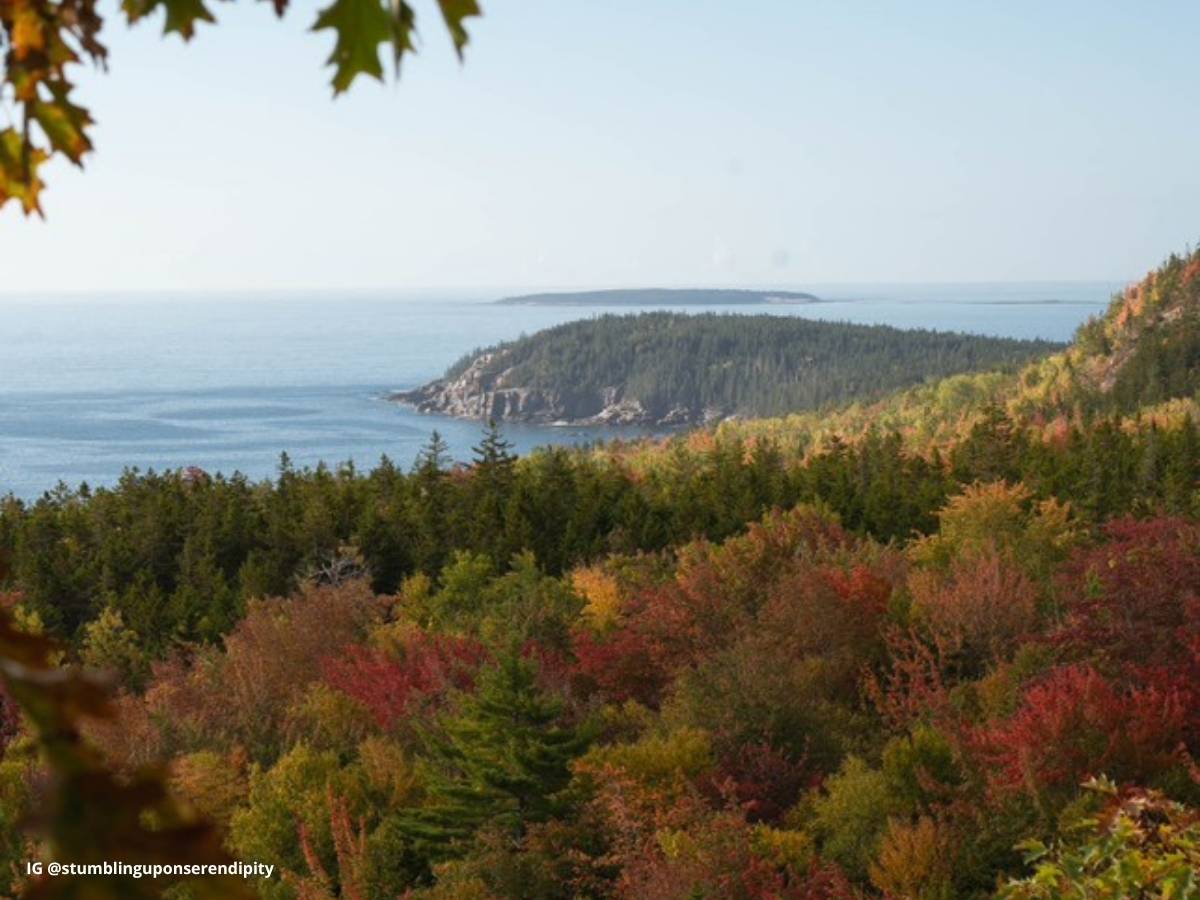 Coastal view of Acadia National Park in the fall, with vibrant autumn foliage in the foreground and a forested peninsula jutting into the calm blue ocean. Leaves in red, orange, and gold frame the scene under a clear sky.