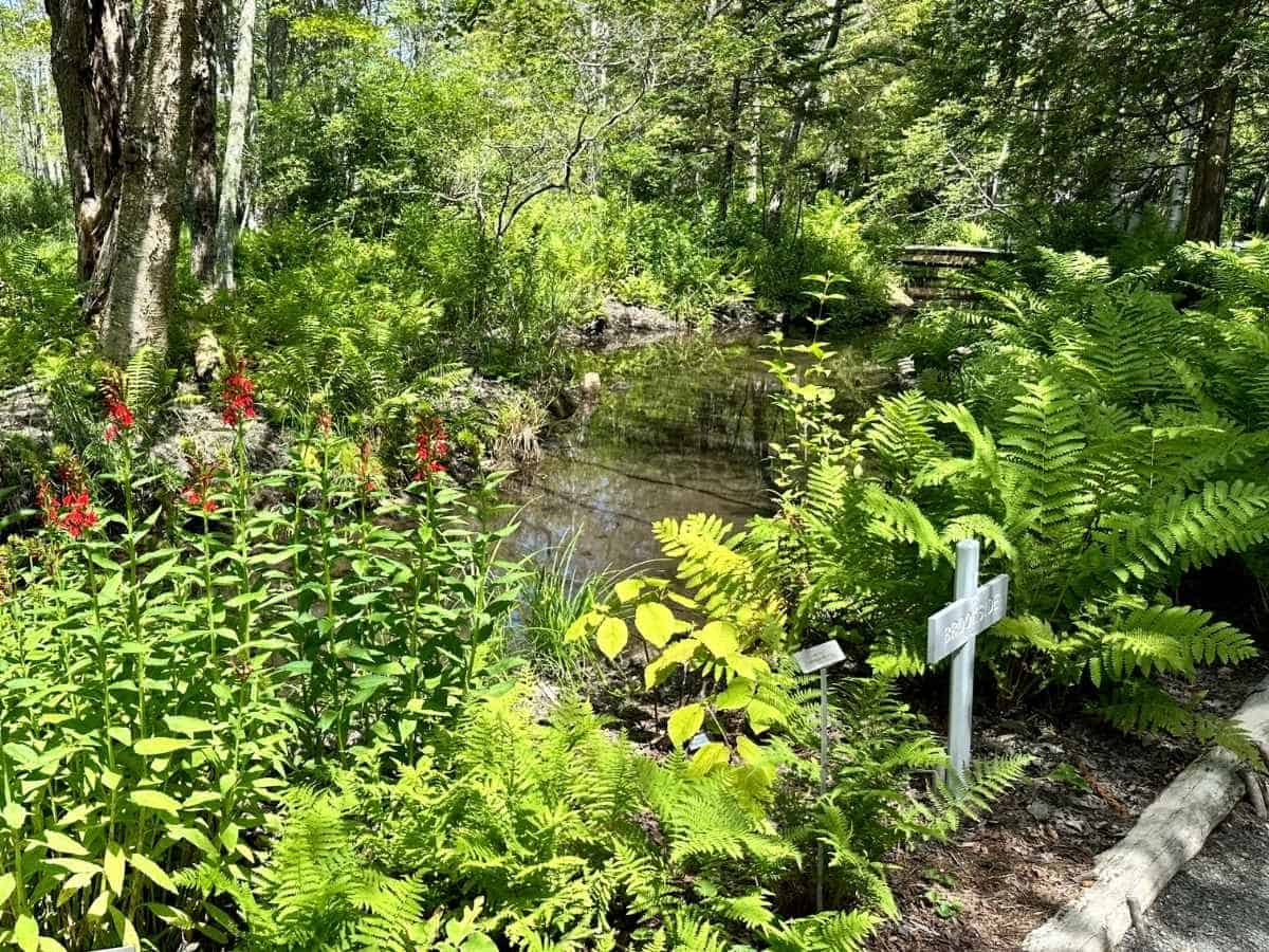 A shaded brookside woodland scene in the Wild Gardens of Acadia at Acadia National Park in the fall features vibrant red wildflowers, lush ferns, and a calm stream reflecting surrounding greenery. Small signs label native plants, highlighting the diversity of the preserved forest habitat.