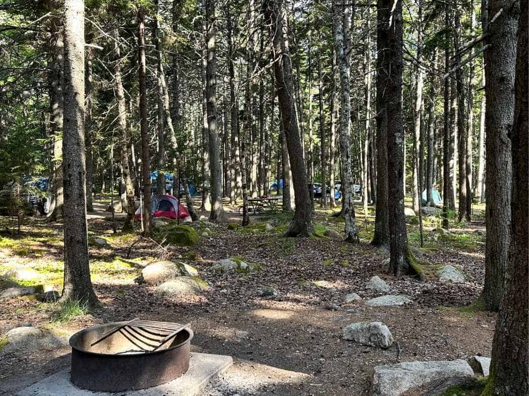 A shaded forest in Blackwoods campground in Acadia National Park in the fall features scattered tents among tall pines and moss-covered rocks. In the foreground, a metal fire ring with a cooking grate sits on a concrete pad, ready for use.