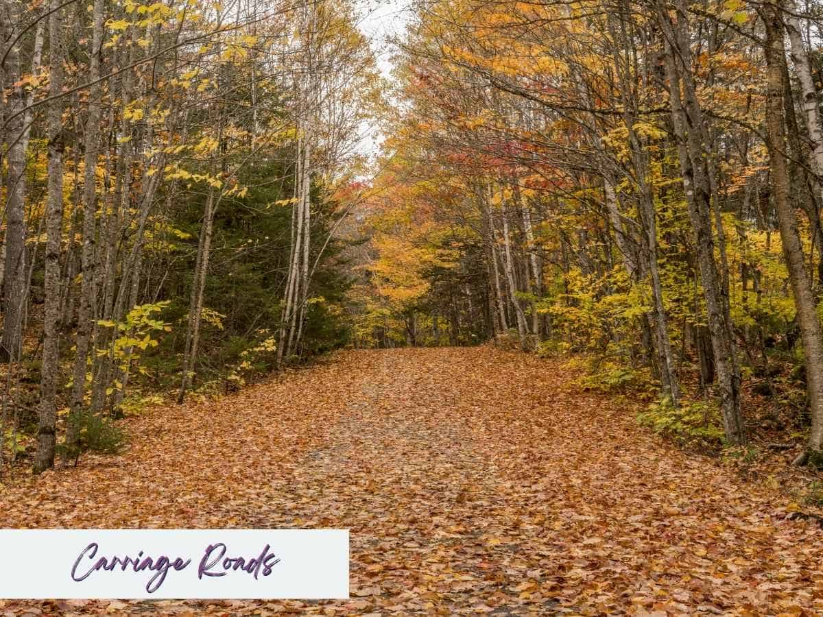 Leaf-covered trail along the Carriage Roads in Acadia National Park in the fall, lined with tall trees in golden-yellow and orange foliage. The peaceful path stretches into a quiet, wooded landscape under an overcast sky.