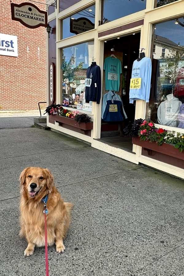 are dogs allowed in Acadia National Park? A golden retriever on a red leash sits outside a storefront with flower boxes and clothing displays in Bar Harbor near Acadia National Park. The image ties into “Are dogs allowed in Acadia National Park” by showing a pet accompanying its owner while exploring the dog-friendly bar harbor maine shops.