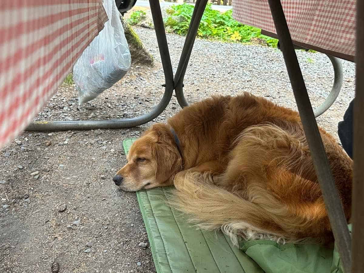 Camping With A Dog In Acadia National Park A golden retriever rests on a green mat beneath a picnic table with red-and-white checkered tablecloths at an Acadia National Park campsite. This peaceful moment supports “Are dogs allowed in Acadia National Park” by showing a pet relaxing during a camping trip.