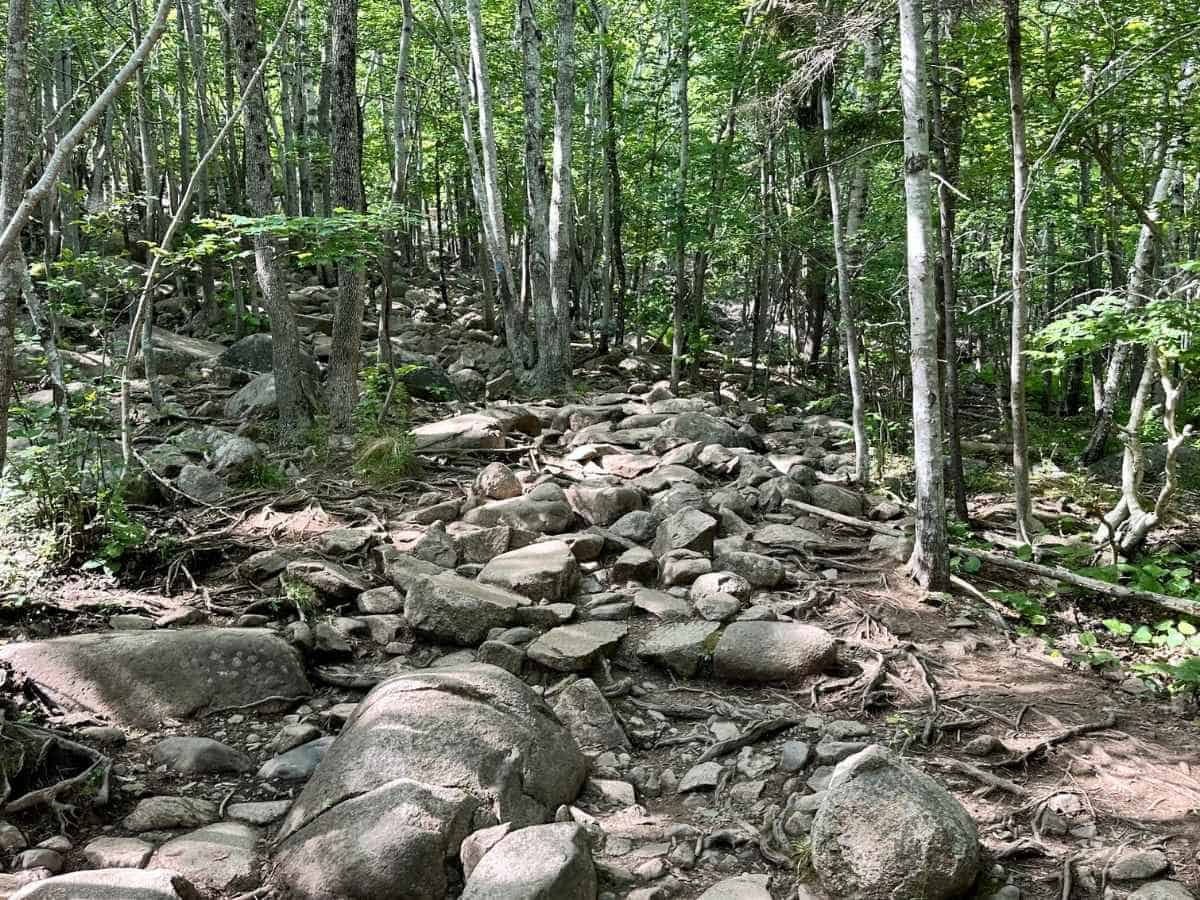 are dogs allowed in Acadia National Park? A rugged, rocky trail winds uphill through a dense green forest in Acadia National Park, with tree roots and boulders covering the path. This image supports “Are dogs allowed in Acadia National Park” by showing the type of challenging terrain pets and their owners may encounter on certain trails like Gorham Mountain Loop trail.