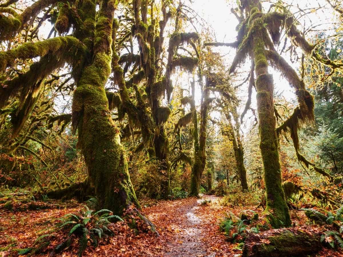 2 Day Olympic National Park Itinerary Hoh Rainforest in Olympic National Park