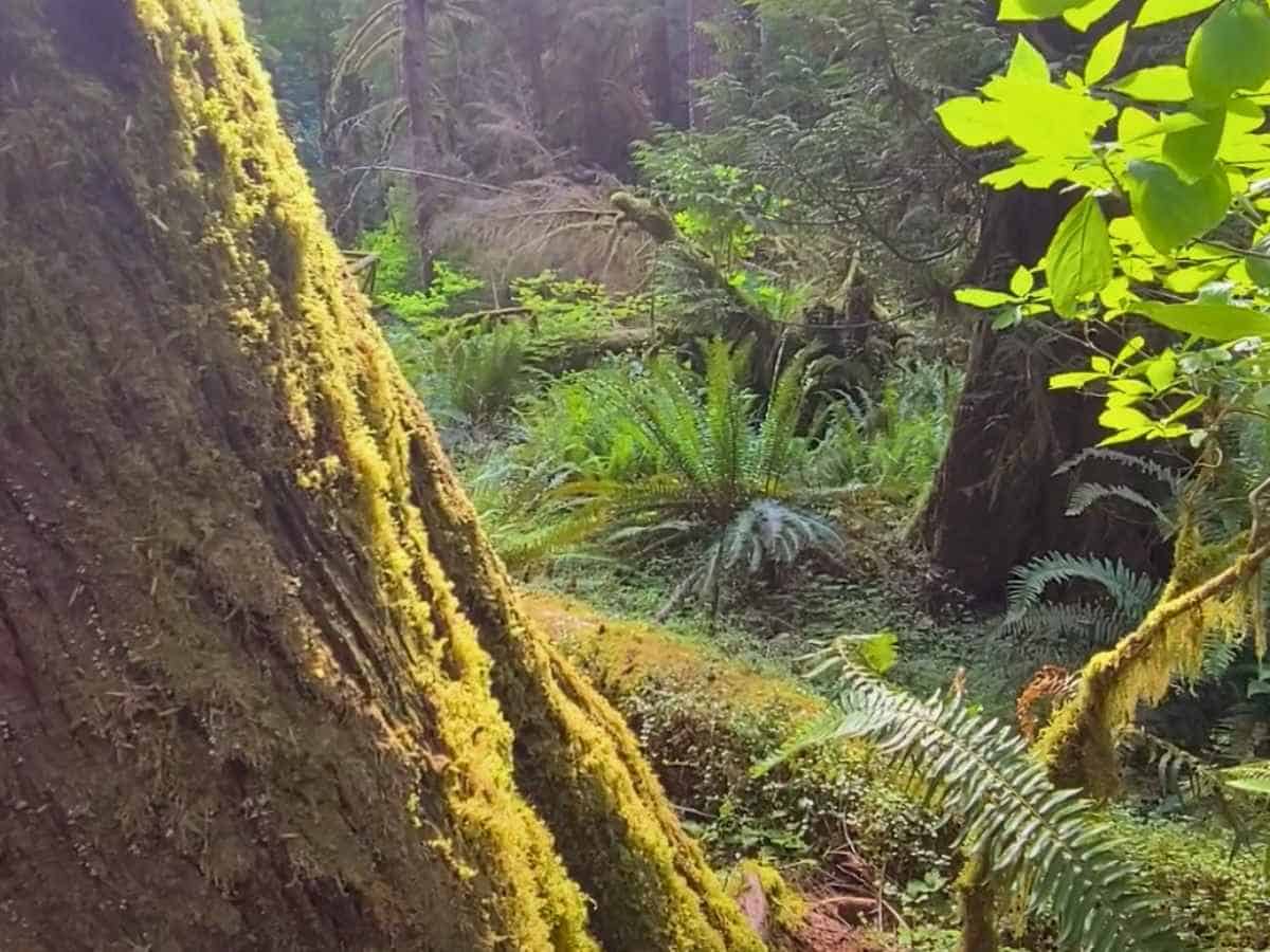 2 Day Olympic National Park Itinerary Hoh Rainforest Is Stop One On A 2 Day Olympic National Park Itinerary