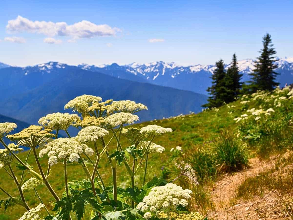 2 Day Olympic National Park Itinerary Hurricane Ridge Hike in Olympic National Park