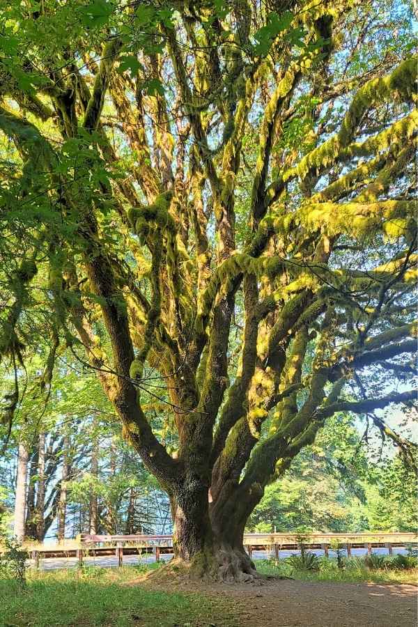 2 Day Olympic National Park Itinerary Marymere Falls Trail Moss Covered Tree