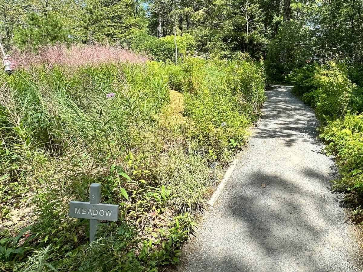 A gravel path winds through the meadow section of the Wild Gardens of Acadia in Acadia National Park in the fall, bordered by tall grasses, wildflowers, and dense greenery. A small wooden sign labeled “Meadow” marks the native habitat display under soft sunlight and dappled shadows.