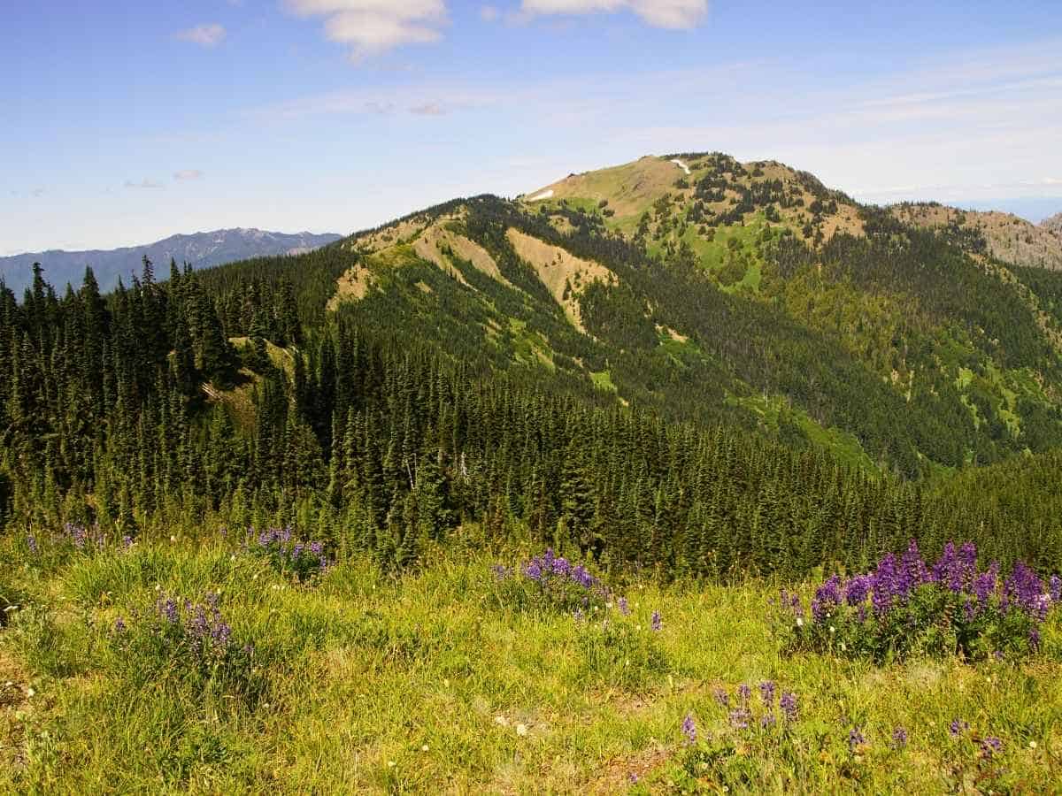 2 Day Olympic National Park Itinerary Mount Hurricane in Olympic National Park