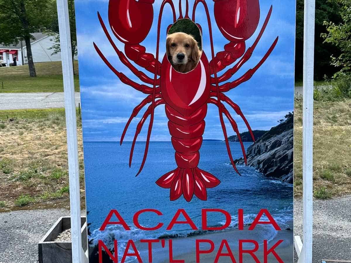 Are Dogs Allowed In Acadia National Park A golden retriever pokes its head through a lobster cutout sign that reads “Acadia Nat’l Park,” with a scenic ocean and rocky coastline in the background. This playful scene answers “Are dogs allowed in Acadia National Park” by showing a pet as part of the park’s visitor experience.