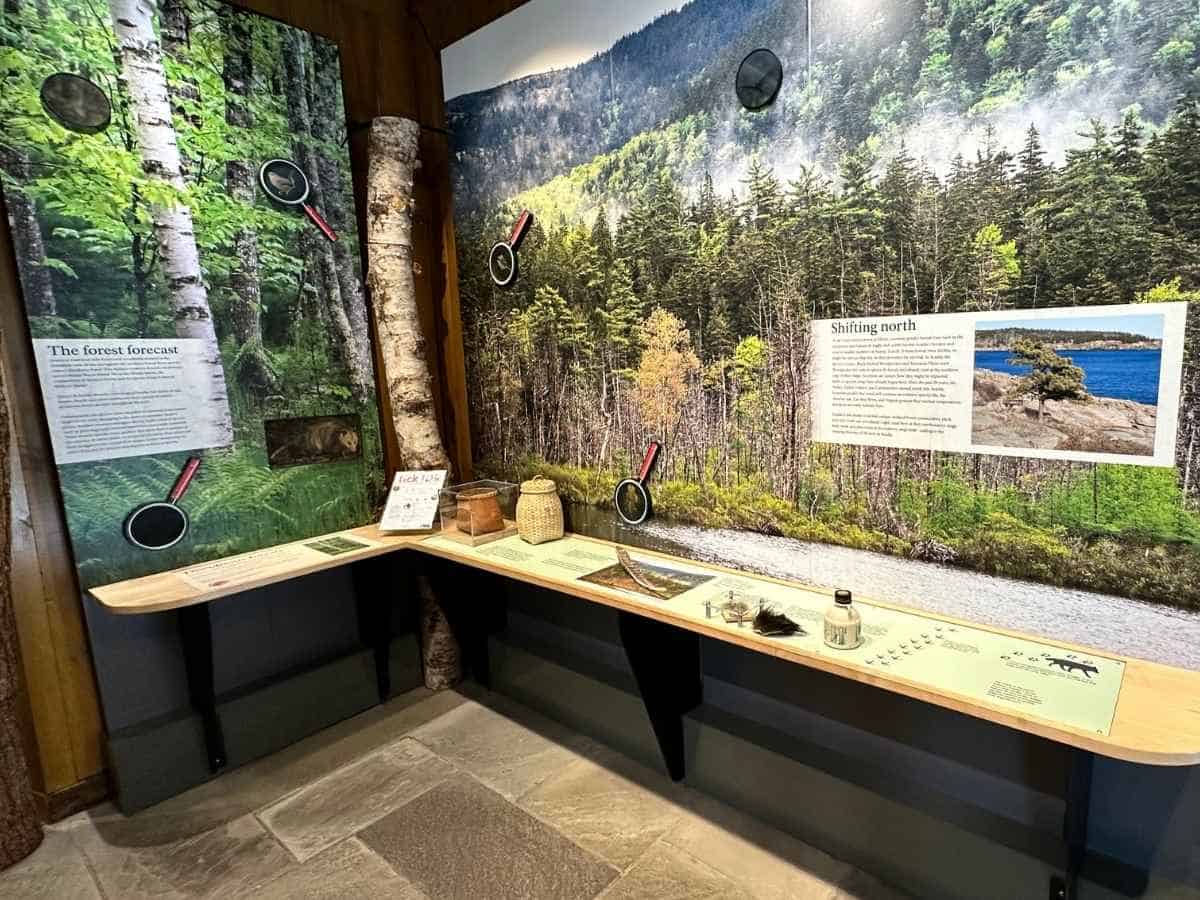 An indoor exhibit at Acadia National Park in the fall features educational panels on forest ecosystems and climate change, with interactive displays labeled “The forest forecast” and “Shifting north.” Natural materials like birch bark, animal fur, and jars of specimens line the bench beneath a panoramic photo of the park’s changing landscape.