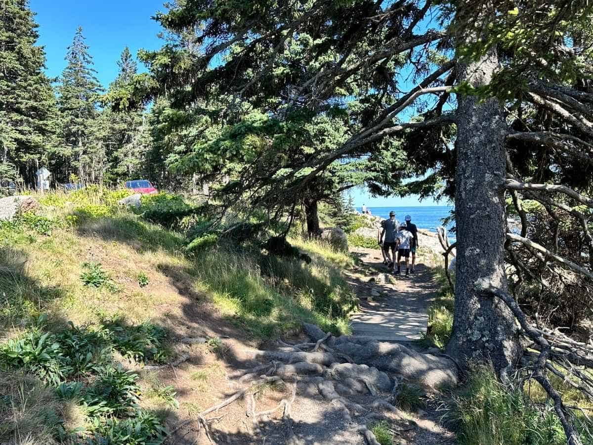 Three people walk along a shaded coastal trail in Acadia National Park in the fall, with tree roots crossing the path and ocean views ahead.