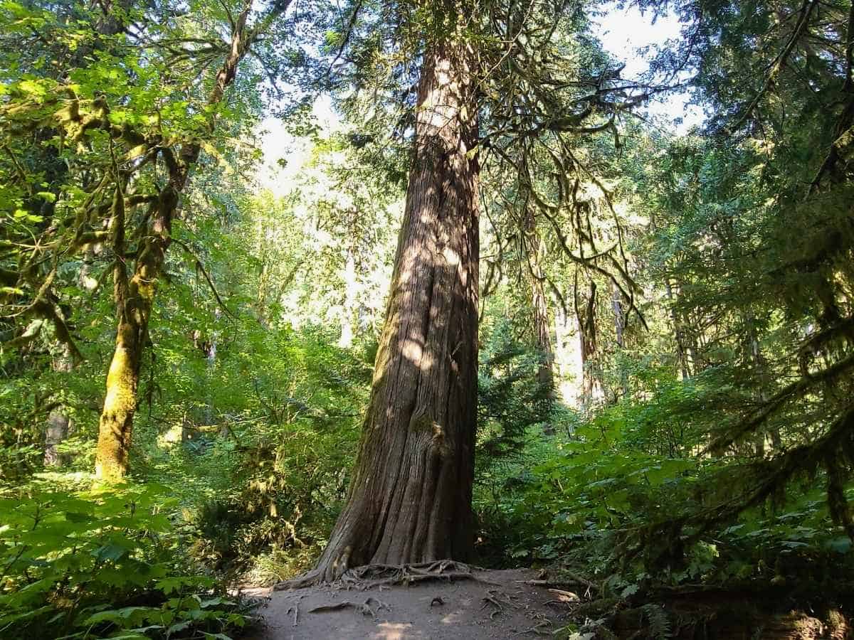 2 Day Olympic National Park Itinerary Old Growth Forests In Olympic National Park