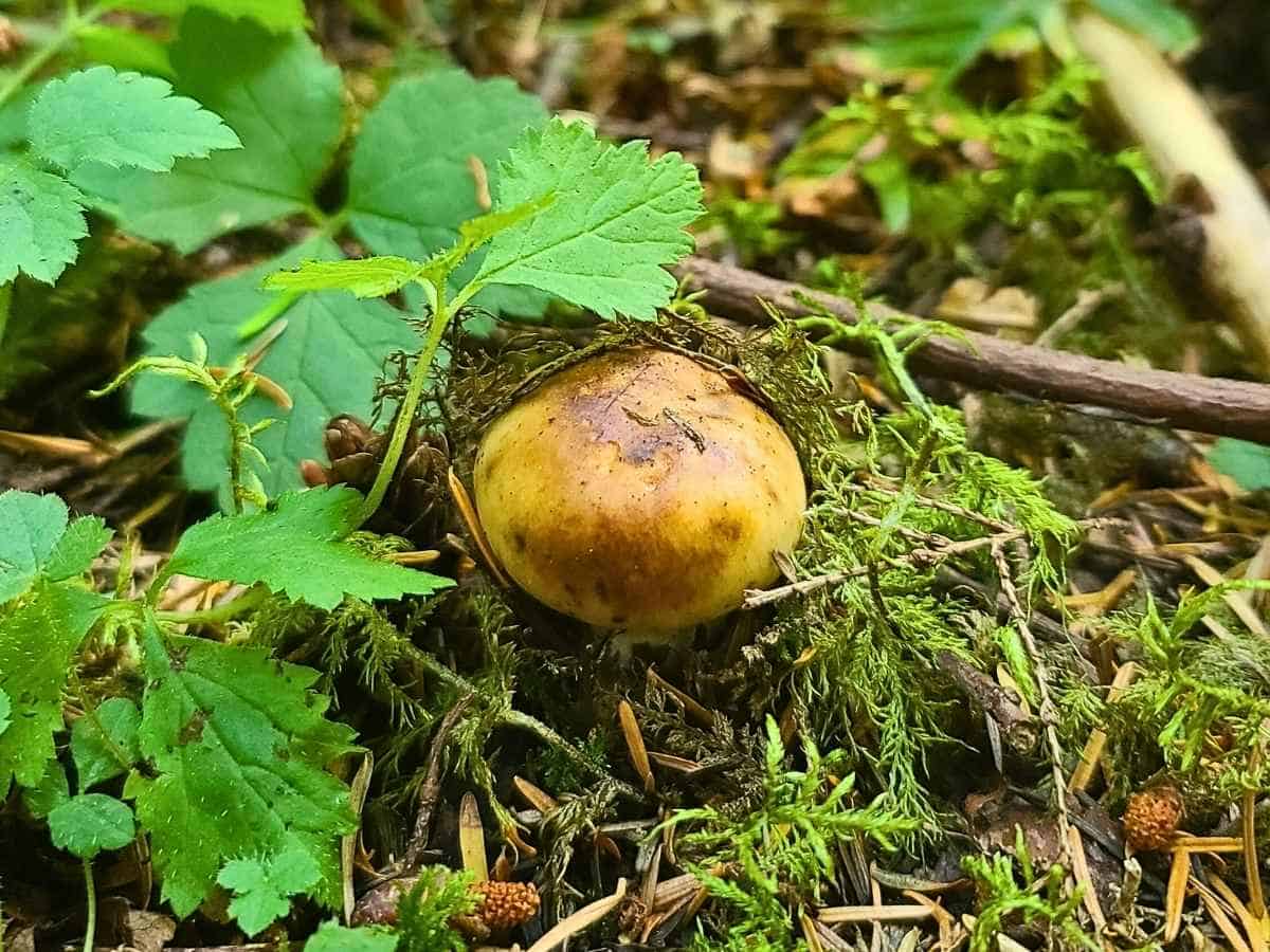 2 Day Olympic National Park Itinerary Olympic National Park Fungi, Hoh Rainforest