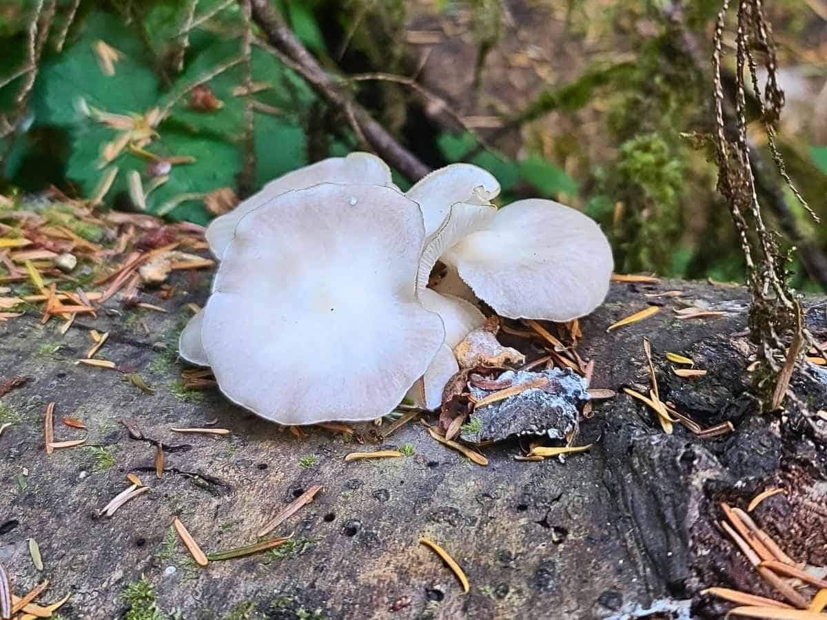 2 Day Olympic National Park Itinerary Fungi Olympic National Park Rainforest