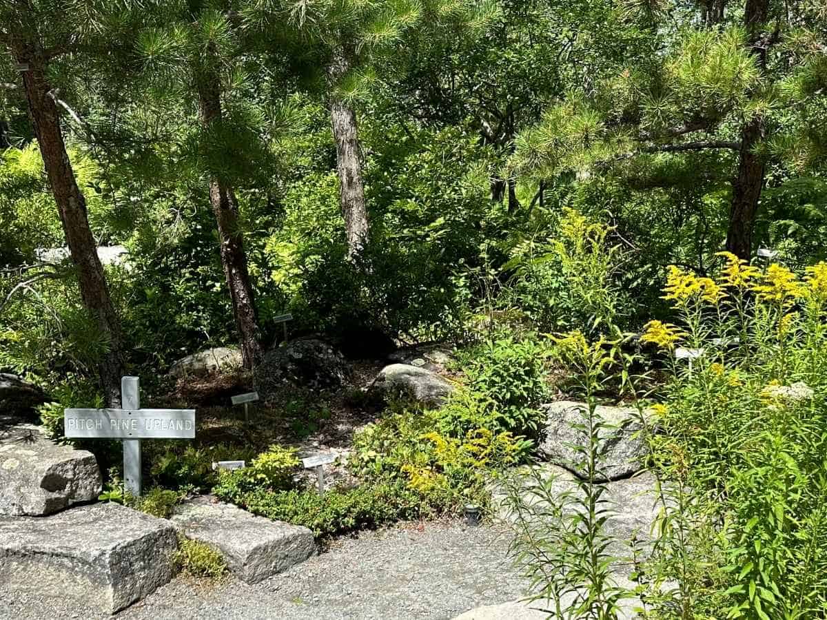 Sunlight filters through pine trees in the Pitch Pine Upland section of the Wild Gardens of Acadia at Acadia National Park in the fall. Large rocks, yellow wildflowers, and interpretive plant labels line the shaded trail, showcasing this dry woodland habitat.