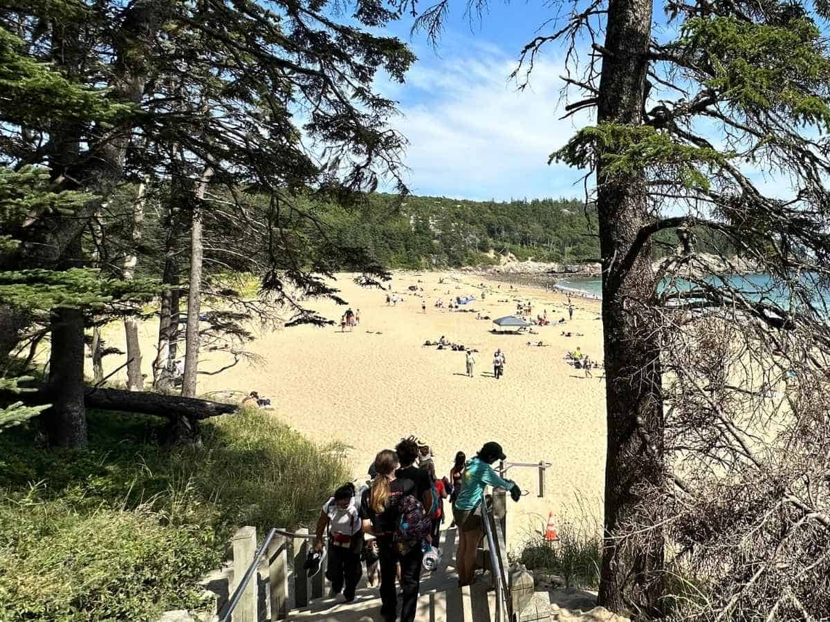 Visitors descend a staircase through the trees toward Sand Beach in Acadia National Park in the fall, where people relax on the golden sand under a sunny blue sky. The beach is framed by evergreens and rocky cliffs, creating a scenic coastal backdrop.