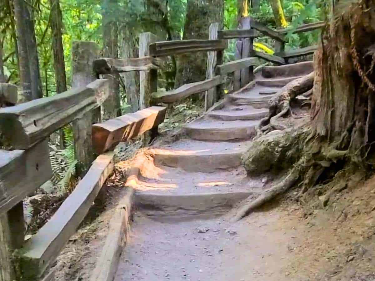 2 Day Olympic National Park Itinerary Marymere Falls Trail Is An Easy Hike In Olympic National Park