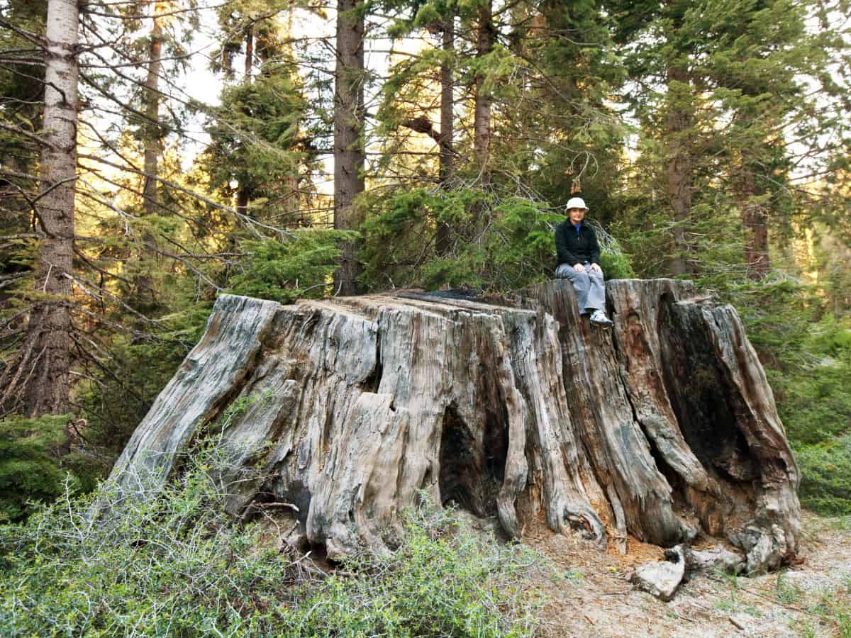 yosemite national park to sequoia national park Big Stump Loop Trail, Hike In Kings Canyon National Park