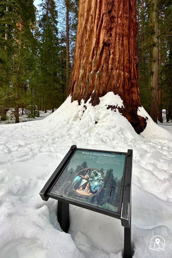 Big Trees Trail Easy Hike In Sequoia National Park
