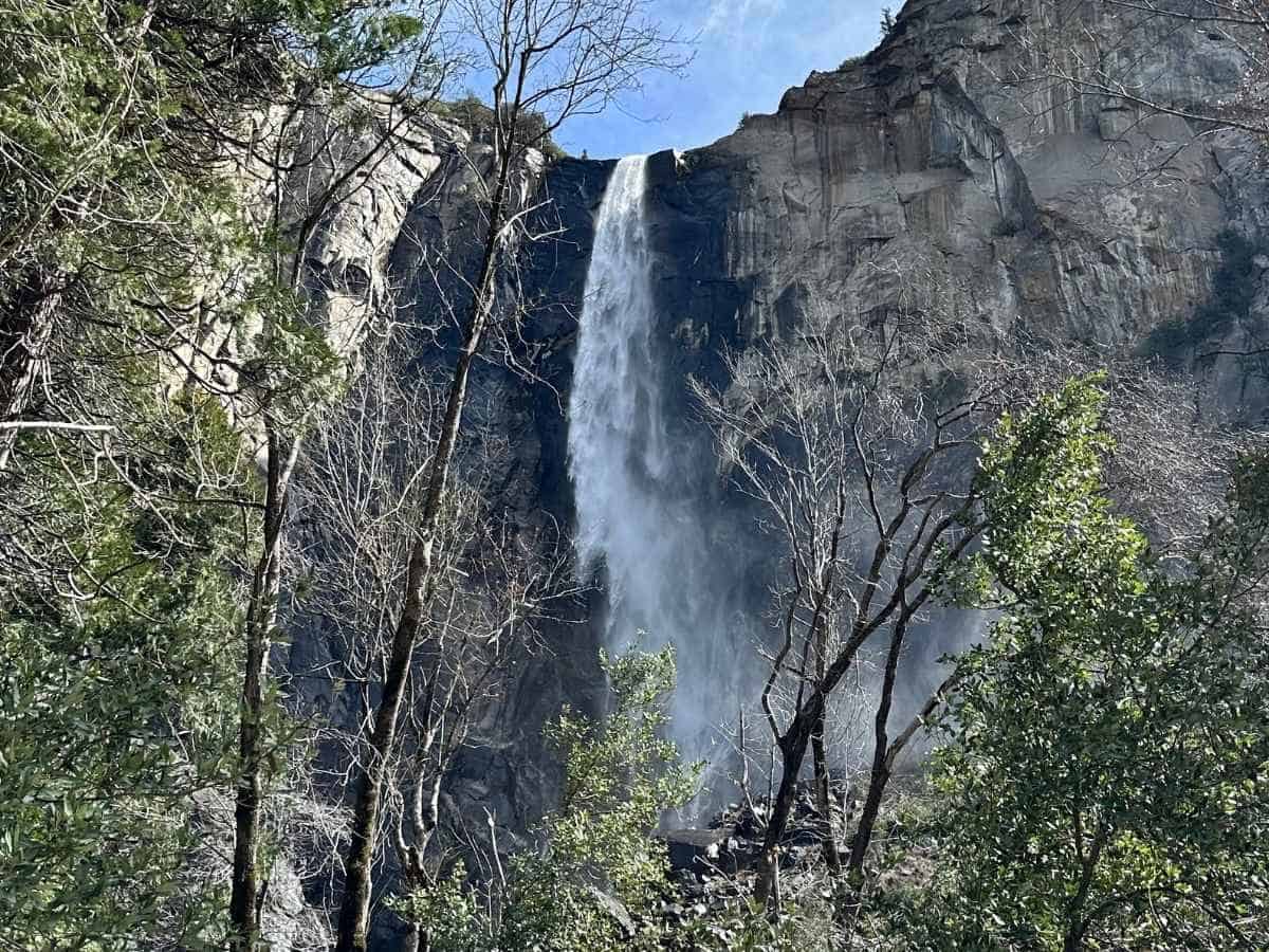 Bridalveil Fall cascading down a sheer granite cliff, framed by leafless trees and vibrant green foliage under a clear blue sky. A dramatic and easily accessible stop early in a one day in Yosemite National Park itinerary.