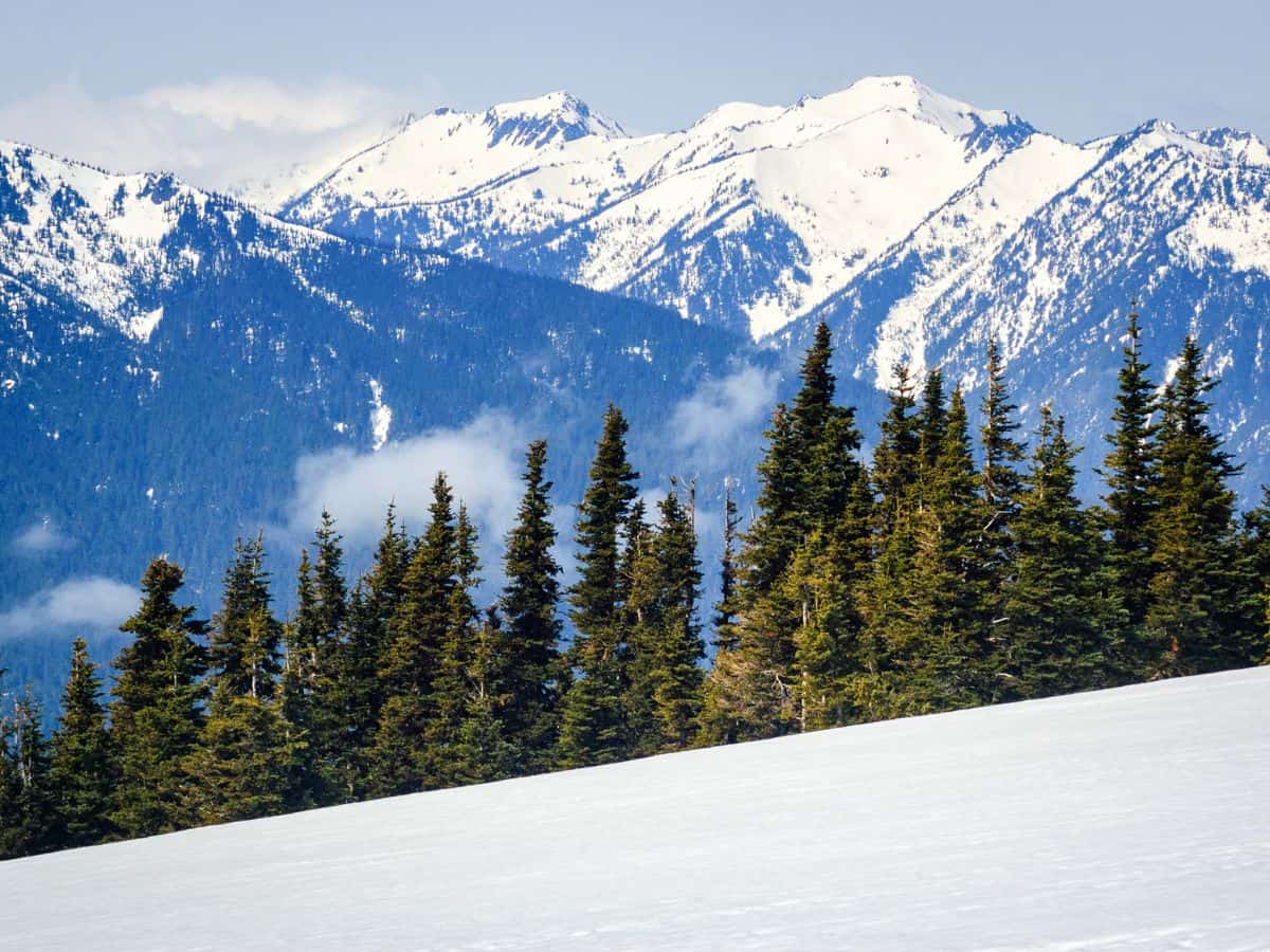 2 Day Olympic National Park Itinerary Hurricane Ridge In Olympic National Park In Winter With Snow Covering The Mountain Ridges