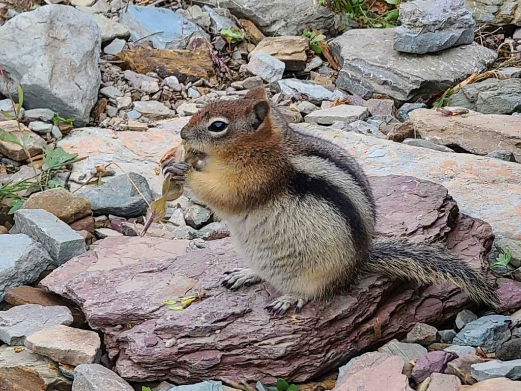 Chipmunk At Hidden Lake In Glacier National Park