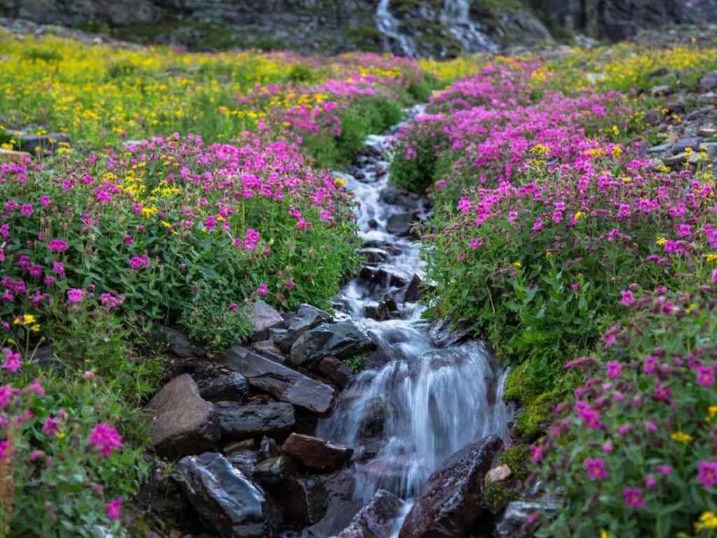 Wildflowers In Alpine Meadows of Hidden Lake Trail In Glacier National Park