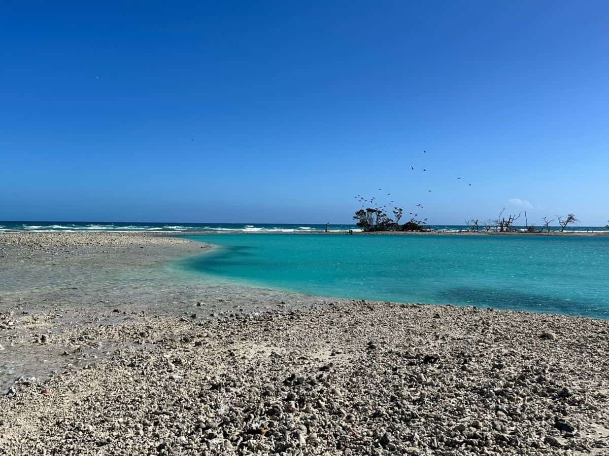 Birds on Bird Key Dry Tortugas National Park
