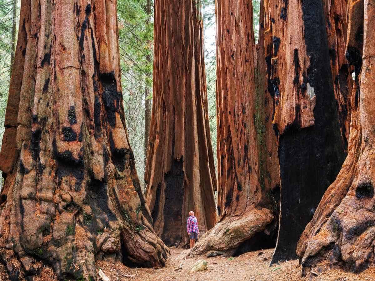 Yosemite vs Sequoia National Park Big Trees Trail In Sequoia National Park
