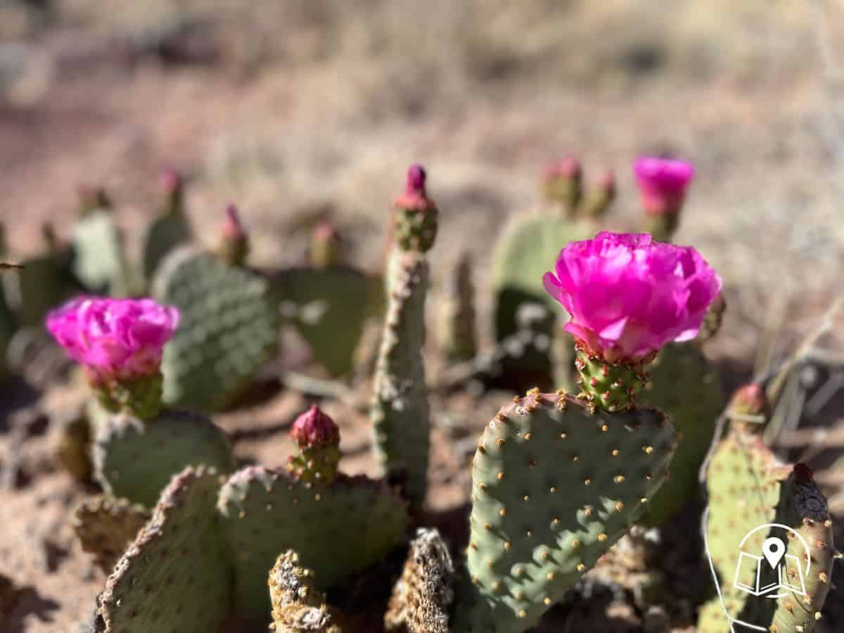 Close-up of blooming prickly pear cacti with vibrant pink flowers against a blurred desert backdrop in the Grand Canyon. This vivid pop of color adds a surprising and beautiful detail to a springtime Grand Canyon itinerary.