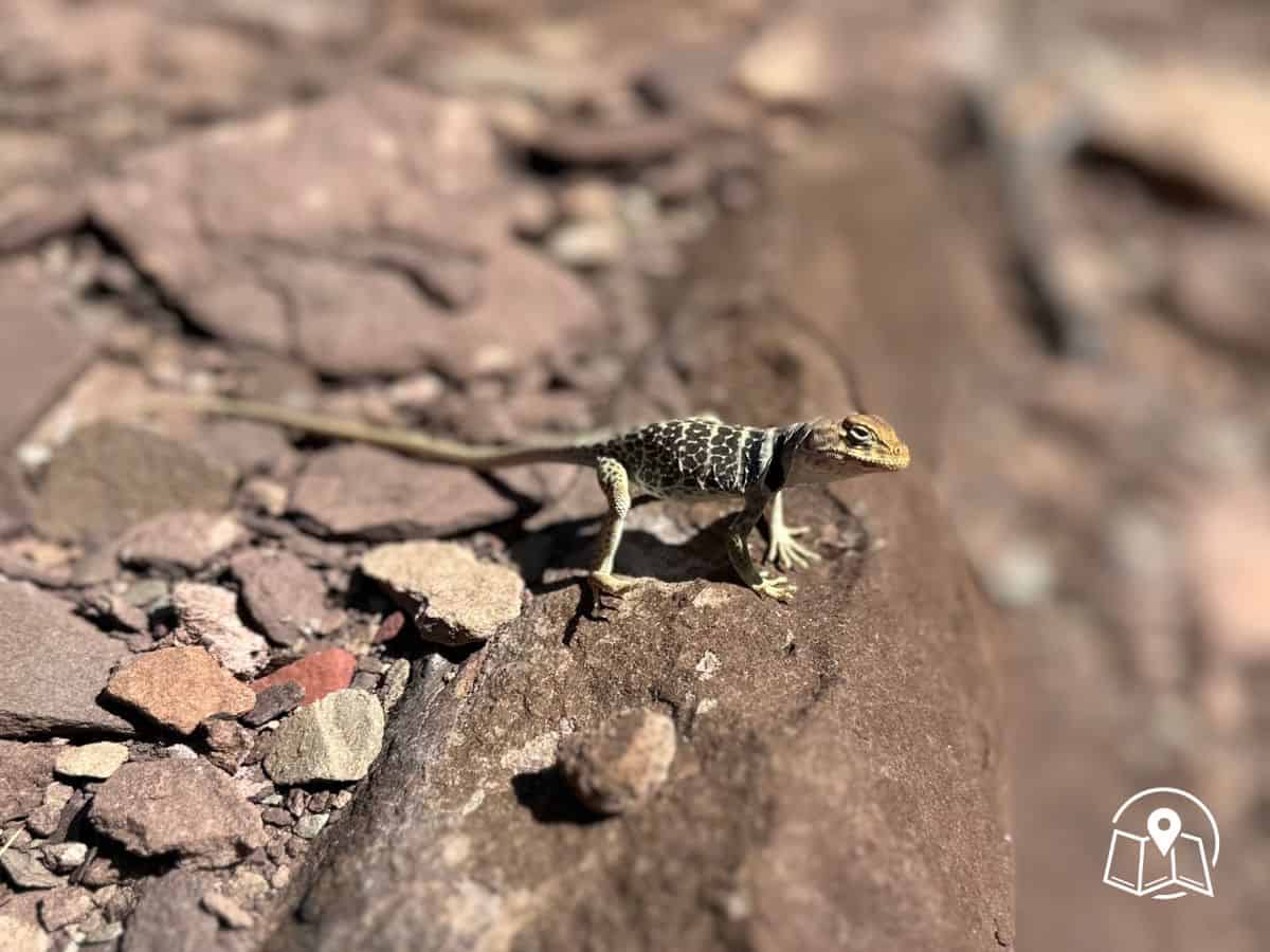 Close-up of a small collared lizard standing on sunlit reddish rock, its patterned body blending with the Grand Canyon's rugged terrain. Spotting wildlife like this adds an unexpected thrill to a Grand Canyon itinerary focused on nature and hiking.
