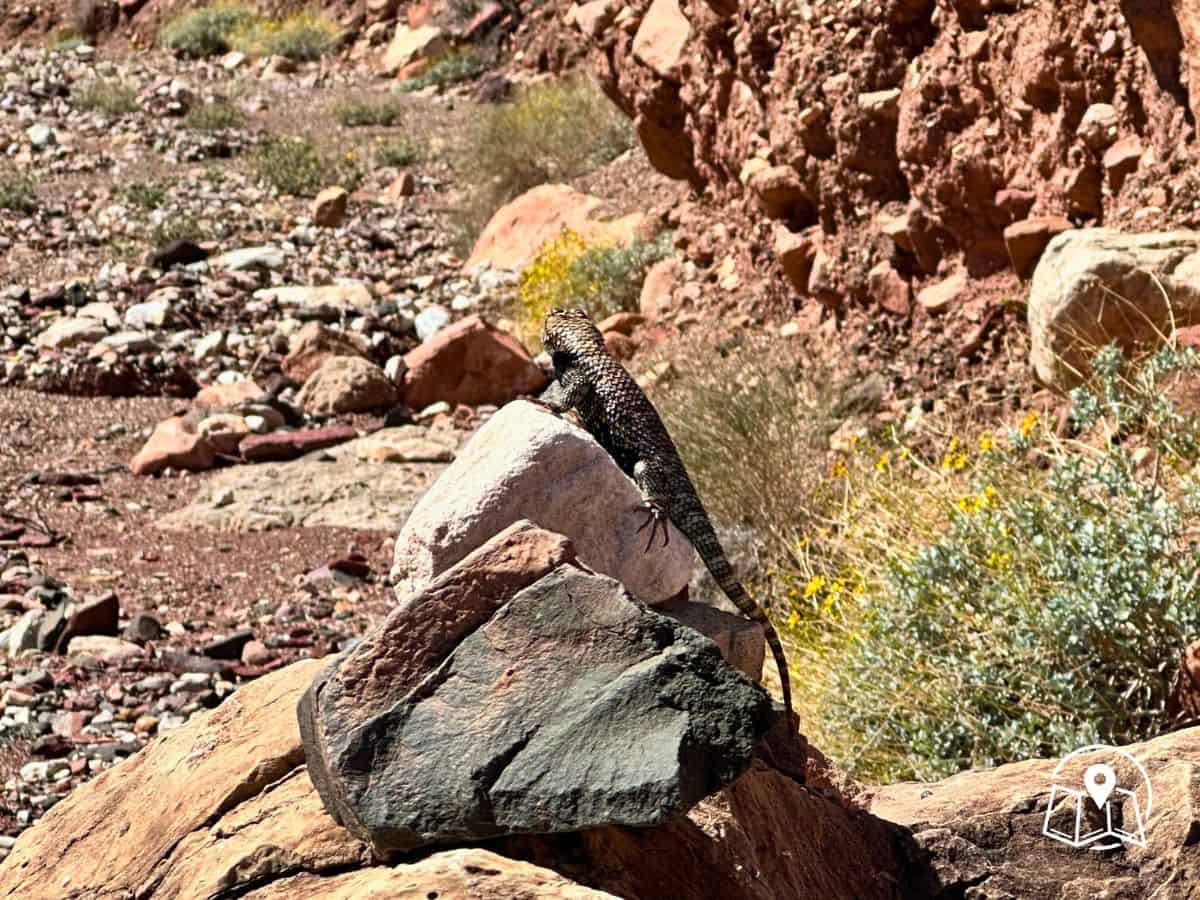 A lizard basks on a sunlit rock surrounded by dry, rocky terrain and desert plants within the Grand Canyon. Wildlife encounters like this enhance the experience of a Grand Canyon itinerary that includes hiking through remote canyon trails.