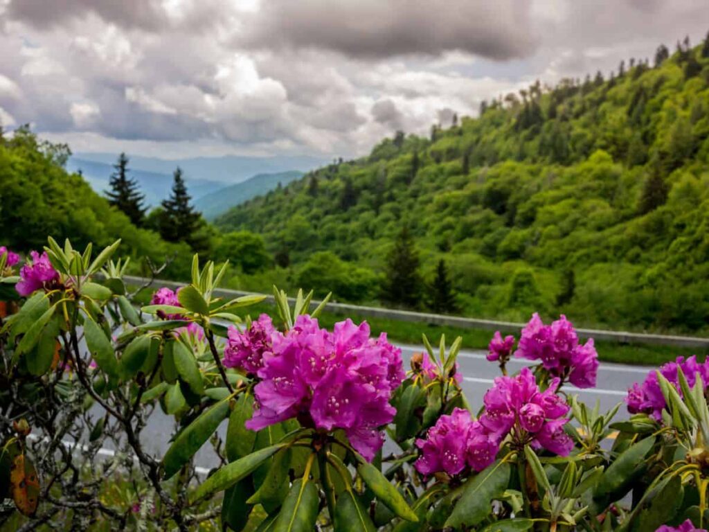 Road to Kuwohi Observation Tower (formerly Clingmans Dome) on route from Knoxville to Smoky Mountains