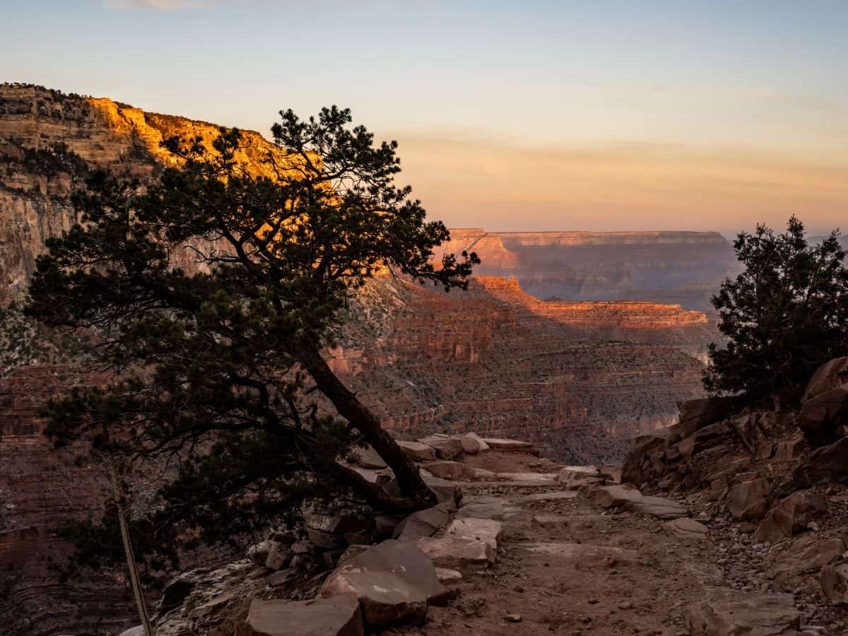 A rocky trail hugs the Grand Canyon’s edge at sunset, with golden light casting long shadows and illuminating layered cliffs in warm orange and purple hues. The twisted silhouette of a pine tree frames the view, offering a peaceful moment perfect for any Grand Canyon itinerary that includes sunset hikes or scenic overlooks.