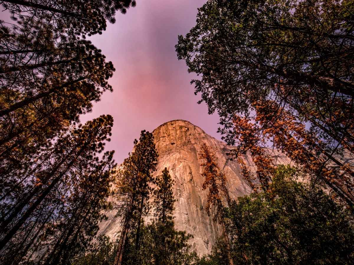 A towering granite cliff rises above tall pine trees silhouetted against a pink and purple sunset sky in Yosemite National Park. The dramatic upward view captures one of the most iconic landscapes to include in a Yosemite itinerary.
