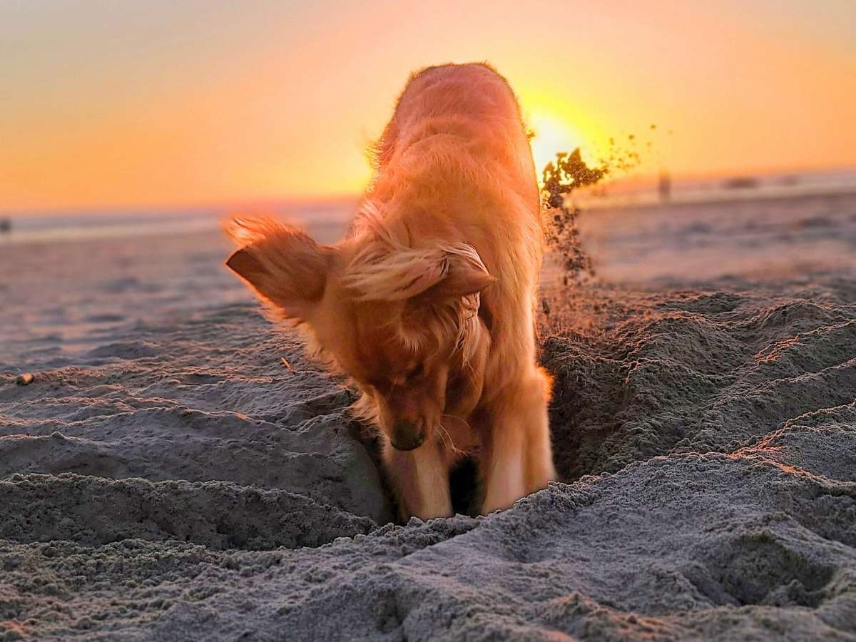 Golden Retriever digging in sand on beach at sunset while traveling safely with the best RV temperature monitor
