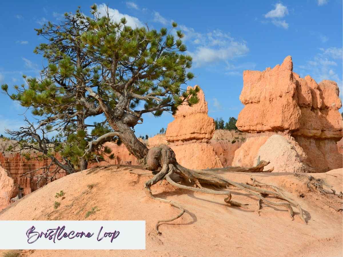 A gnarled bristlecone pine tree with exposed roots clings to the rocky terrain of the Bristlecone Loop Trail in Bryce Canyon National Park. Behind it, warm-hued rock formations and hoodoos rise under a bright blue sky, highlighting the rugged beauty of this lesser-traveled Bryce Canyon hike. Text overlay in the bottom left reads “Bristlecone Loop” in a brush-style font.