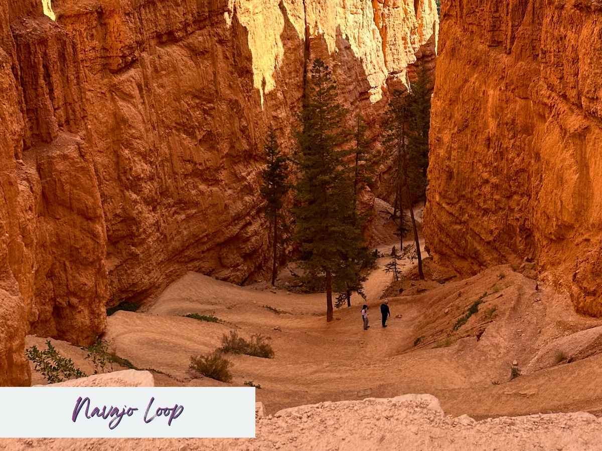 Two hikers walk through the narrow, winding canyon of the Navajo Loop Trail in Bryce Canyon National Park, flanked by towering orange sandstone walls and scattered pine trees. The golden light accentuates the textures of the rock, making this one of the best Bryce Canyon hikes. Text overlay in the bottom left reads “Navajo Loop” in a handwritten-style font.