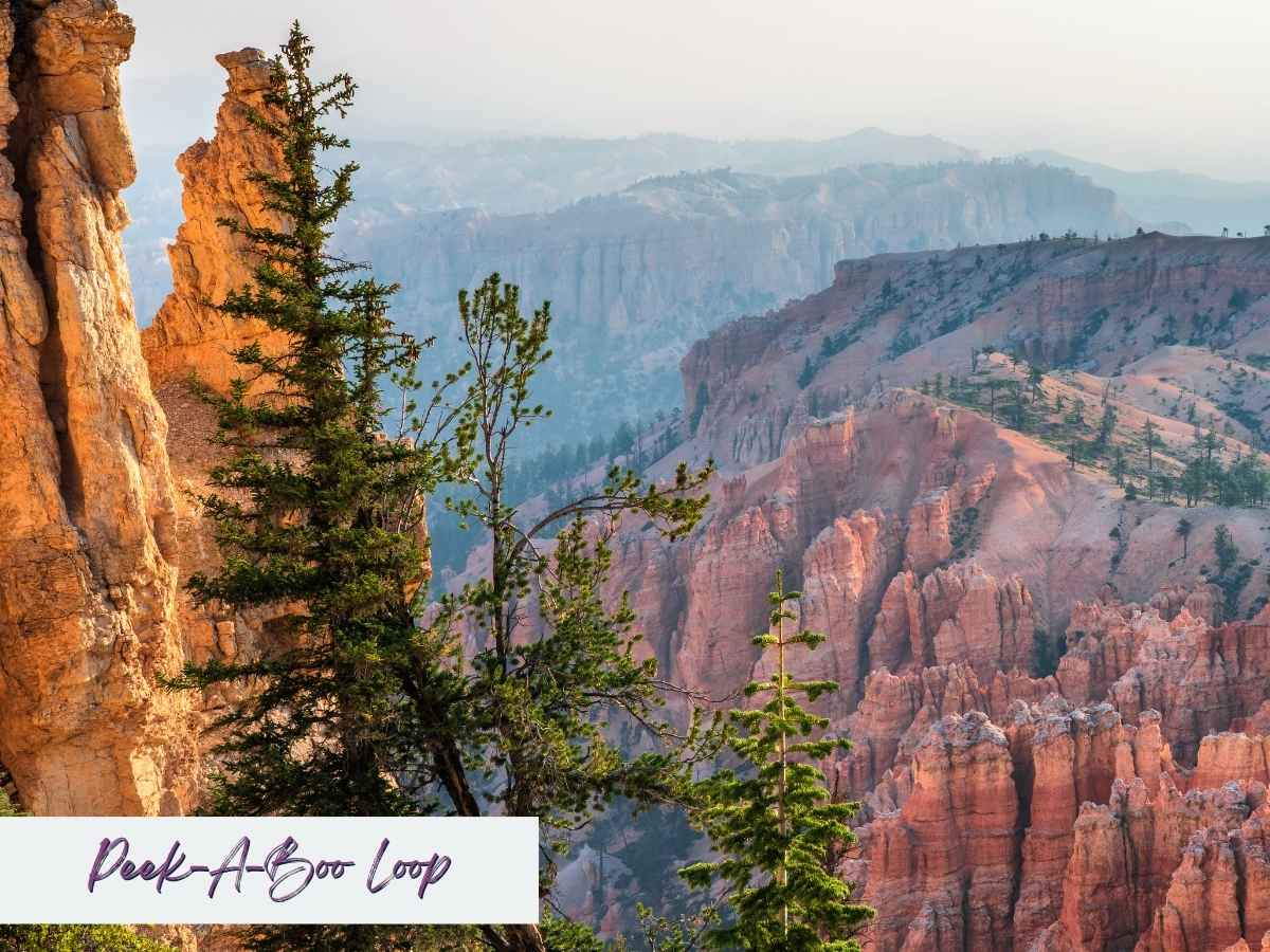 The Peek-A-Boo Loop Trail in Bryce Canyon National Park offers a stunning overlook of layered pink and orange cliffs, spire-like hoodoos, and forested ridgelines stretching into a hazy horizon. A tall pine tree stands in the foreground near a jagged rock outcrop, framing one of the most dramatic views among the best Bryce Canyon hikes. Text overlay in the bottom left reads “Peek-A-Boo Loop” in a brush-style font.