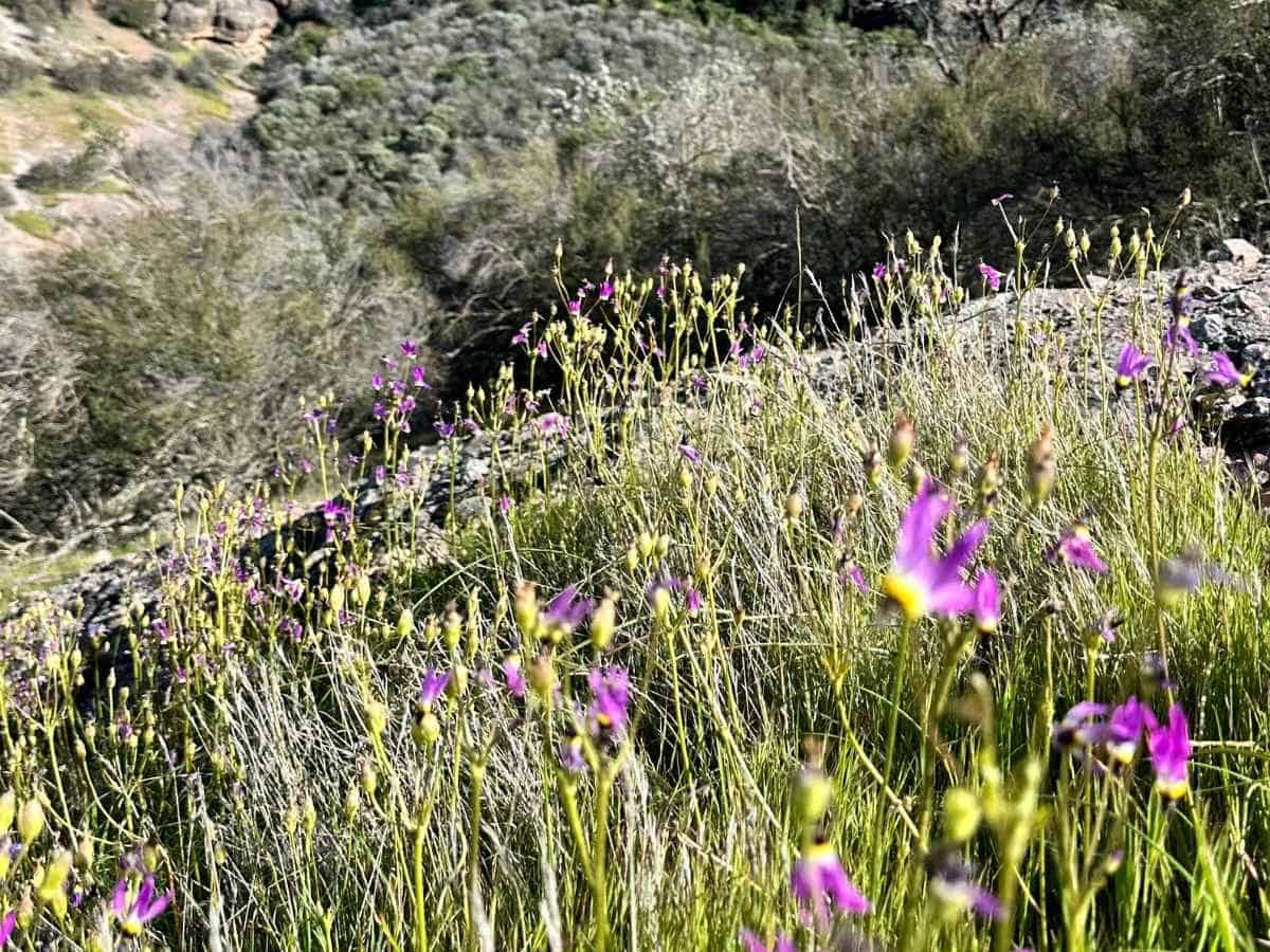 Hiking Pinnacles National Park Itinerary Close-up of vibrant purple wildflowers blooming along a rocky slope with dense shrubbery in the background, capturing springtime beauty while hiking Pinnacles National Park.