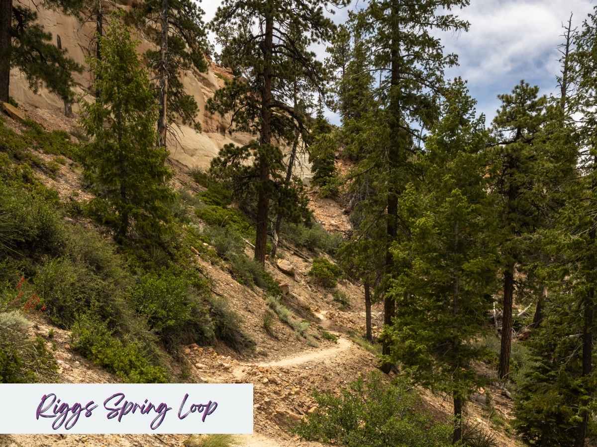 A narrow dirt trail winds through a quiet forest of tall pine trees and sloping hillsides along the Riggs Spring Loop Trail in Bryce Canyon National Park. This serene, shaded path offers a peaceful retreat and diverse scenery among the more remote Bryce Canyon hikes. Text overlay in the bottom left reads “Riggs Spring Loop” in a handwritten-style font.