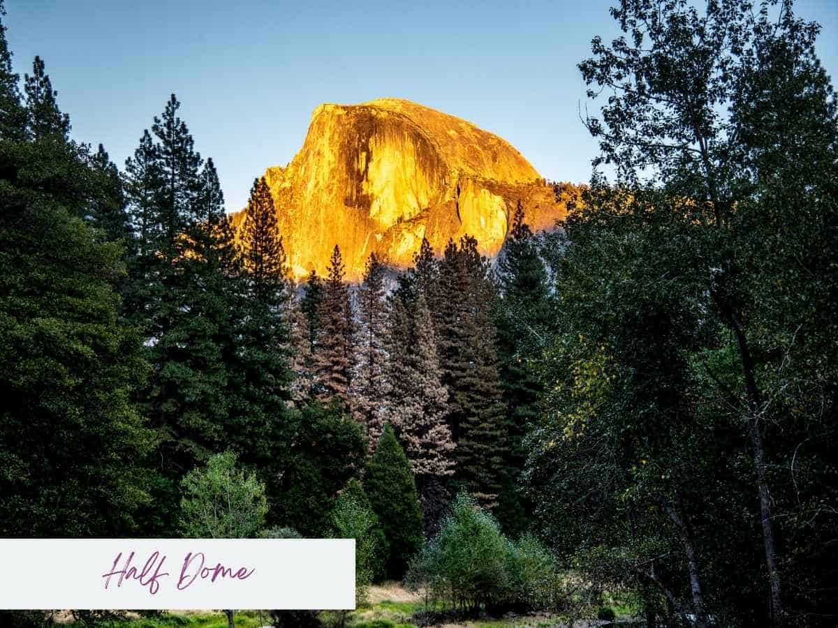 Half Dome sunset glows in golden light, rising above a dense forest of pine and fir trees in Yosemite National Park. This Yosemite sunset image captures the dramatic contrast between the illuminated granite peak and the shadowed greenery below.