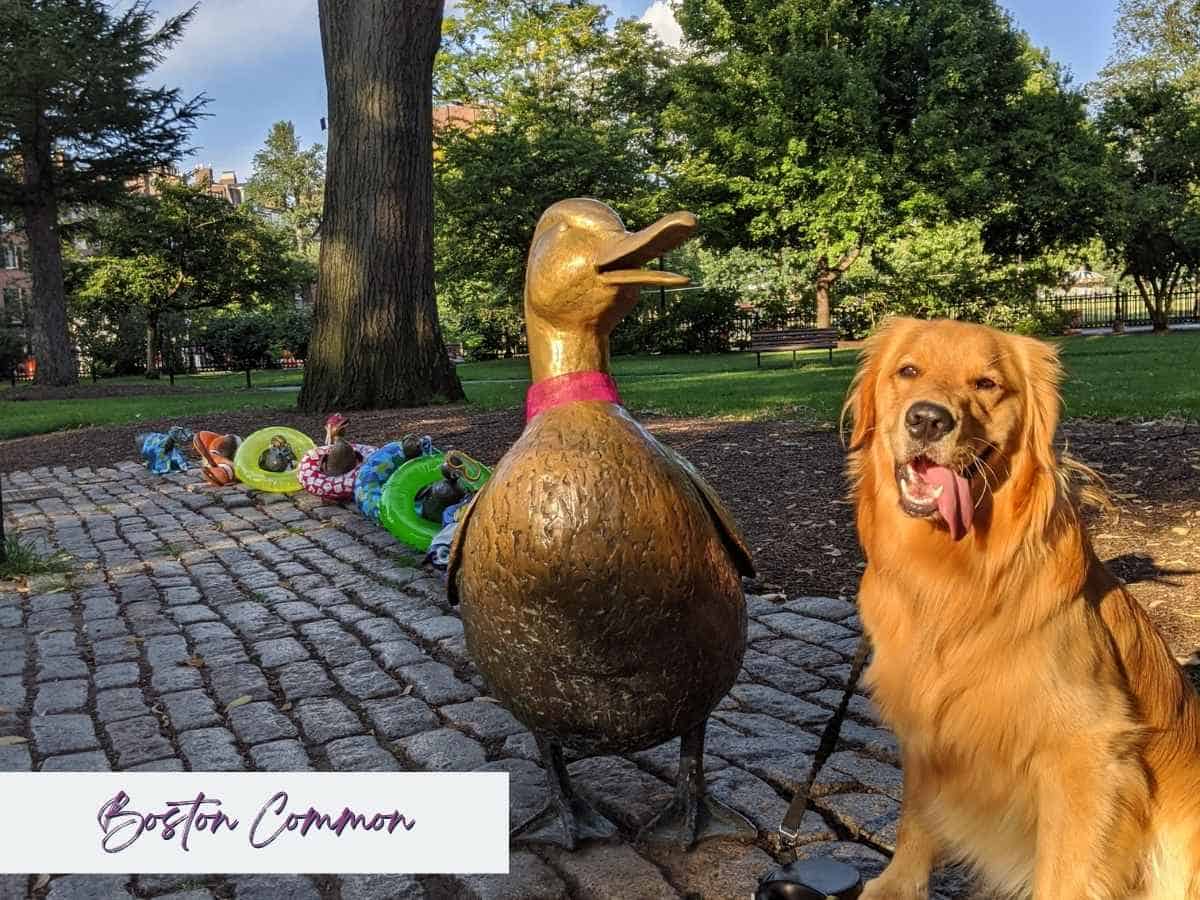 Golden retriever sitting beside the “Make Way for Ducklings” statues dressed in pool floaties at Boston Common, a playful and iconic photo spot on a 7 day New England road trip itinerary.