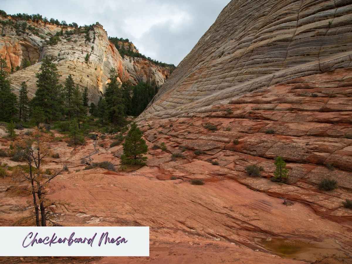 Unique ridged and crosshatched sandstone formation at Checkerboard Mesa, with red rock foreground and scattered pine trees beneath overcast skies, representing one of the best things to do in Zion National Park besides hiking. Text overlay reads “Checkerboard Mesa.”